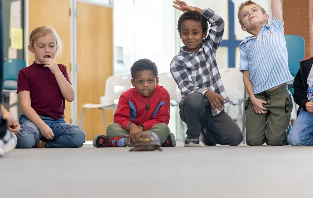 Group of Trinity Lower School students sitting on the floor looking at a baby tortoise during after school care