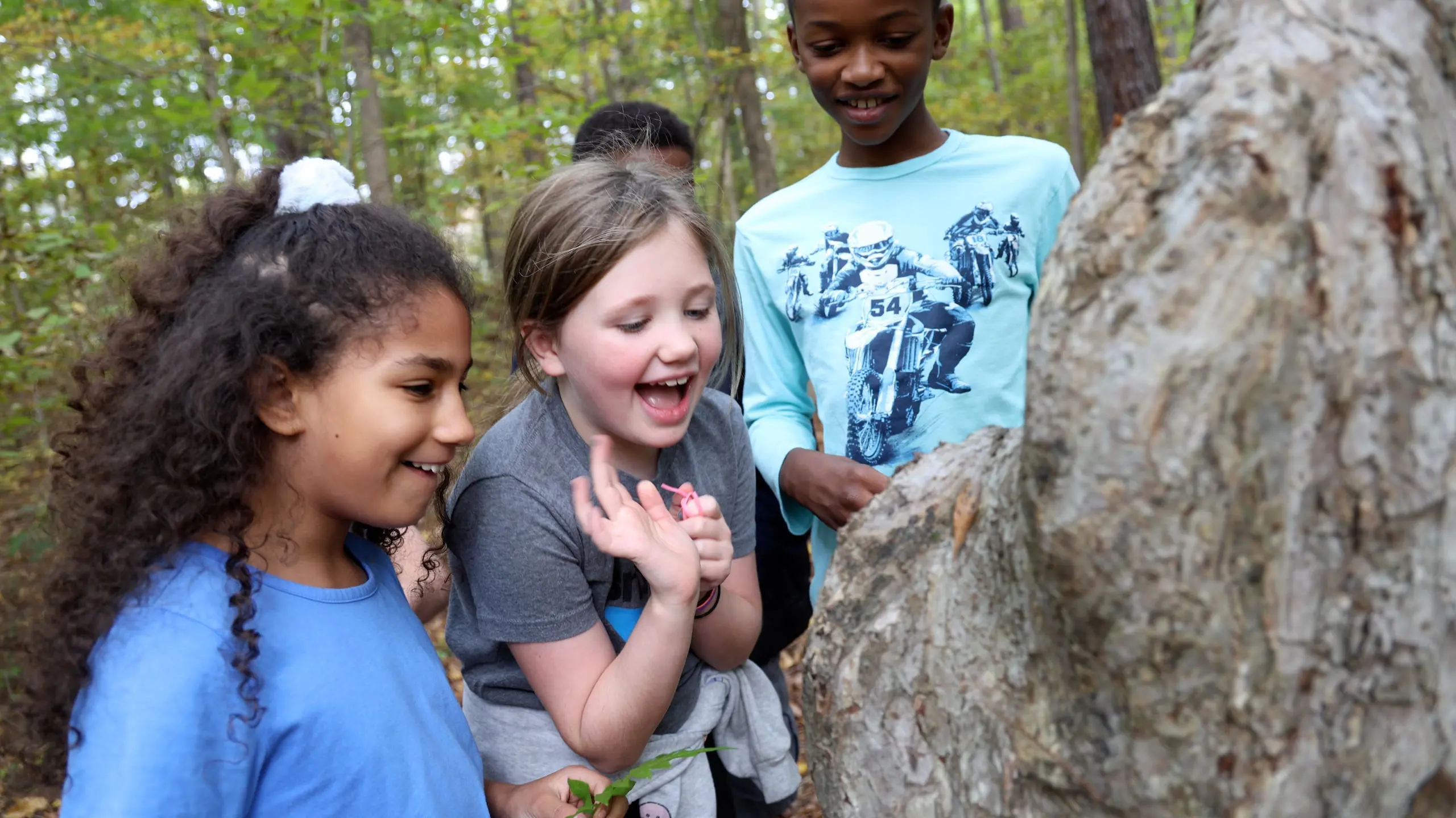 Excited children exploring and looking closely at something in the forest during an outdoor nature study.